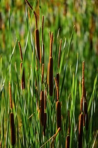 A grouping of vibrant cattail reeds in a sunlit outdoor wetland setting, showcasing nature's beauty.