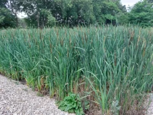 Plantas de Viveros Montana en acción