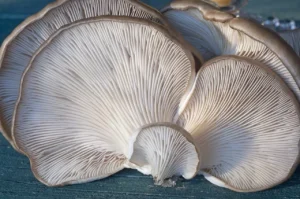Usando la biomasa de los humedales para cultivar alimentos